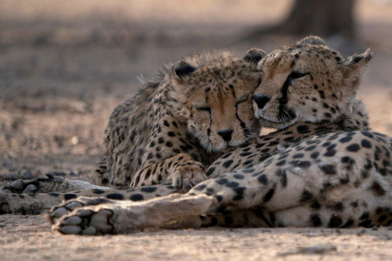 two cheetahs relaxing in the afternoon sun together at Okonjima Lodge luxury safari