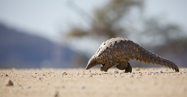 Pangolin Research in the Okonjima Nature Reserve home of the AfriCat Foundation