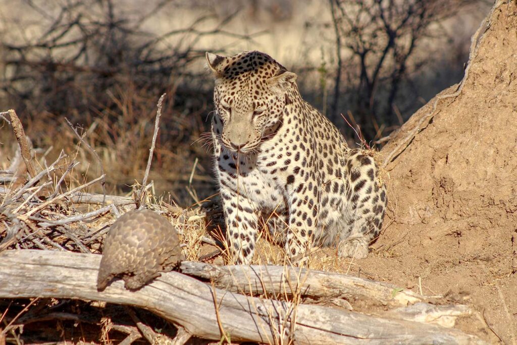 leopard and pangolin