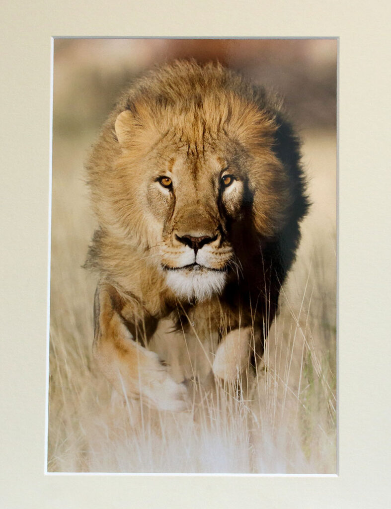 lion running a Chris Packham photograph
