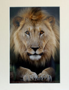Lion sitting a Chris Packham photograph