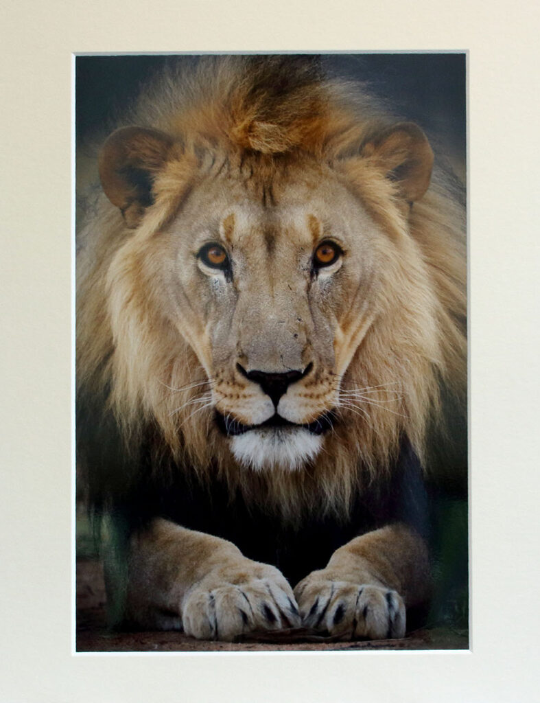 Lion sitting a Chris Packham photograph