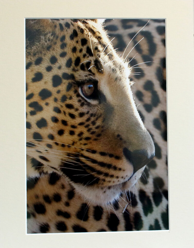 Leopard closeup a Chris Packham photograph
