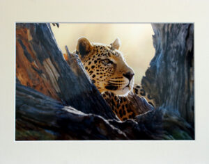 Leopard in a tree a Chris Packham photograph