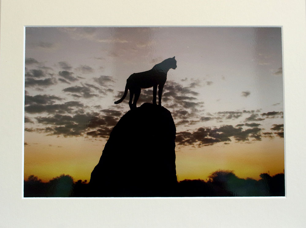 Cheetah on a termite mound a Chris Packham photograph