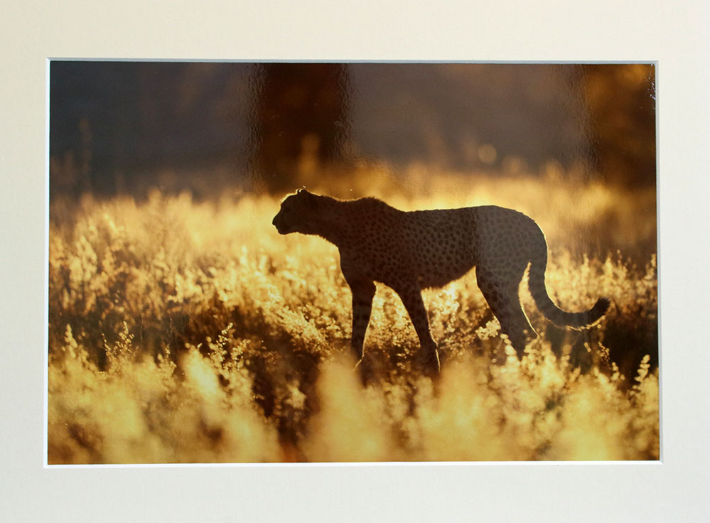 cheetah at sunset in the Okonjima Nature Reserve a Chris Packham photograph