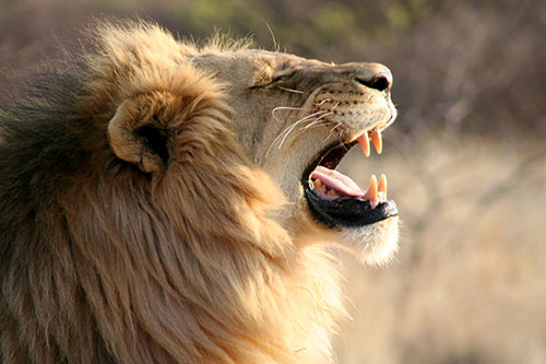 lion roaring on world ranger day
