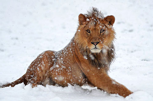 Lion in the snow