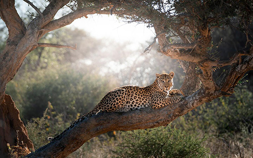 Leopard relaxing in a tree in The Okonjima Nature Reserve