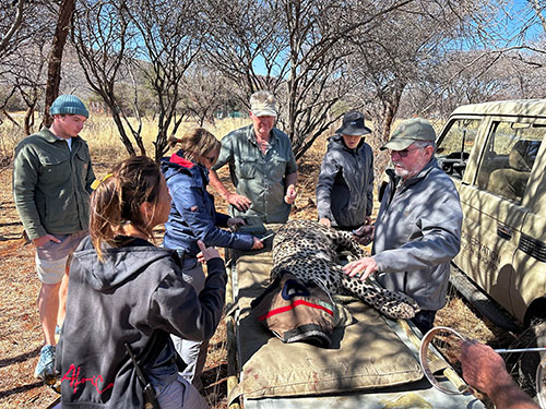 leopard collaring and health check