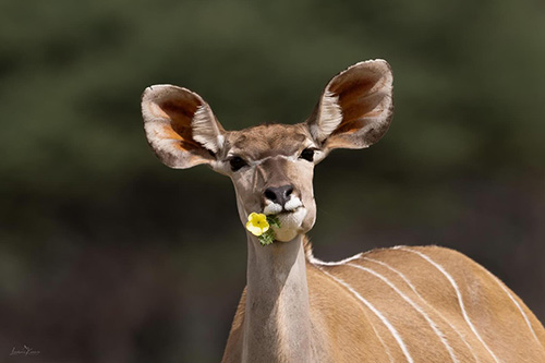 game in The Okonjima Nature Reserve