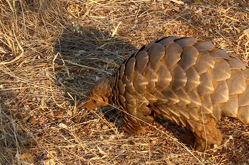 pangolin known as Tracks