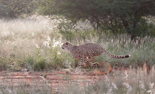 running cheetah