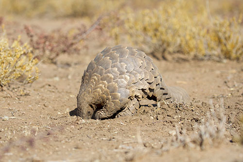 pangolin digging for food