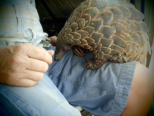 rescued pangolin