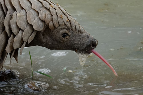 pangolin with it;s long tongue out