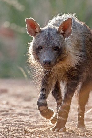 brown hyena in The Okonjima Nature Reserve